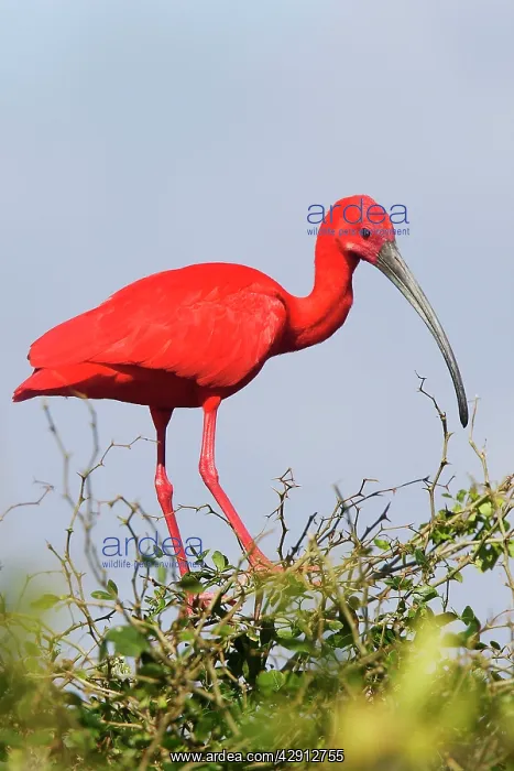 : Scarlet Ibis : Scarlet Ibis