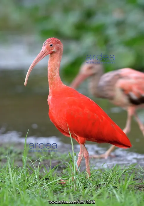 : Scarlet Ibis : Scarlet Ibis