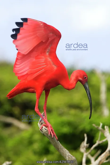 : Scarlet Ibis : Scarlet Ibis