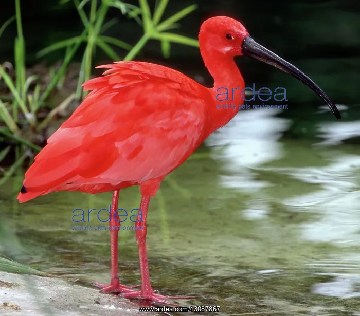 : Scarlet Ibis : Scarlet Ibis