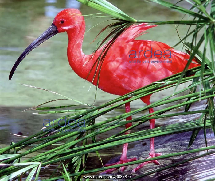 : Scarlet Ibis : Scarlet Ibis