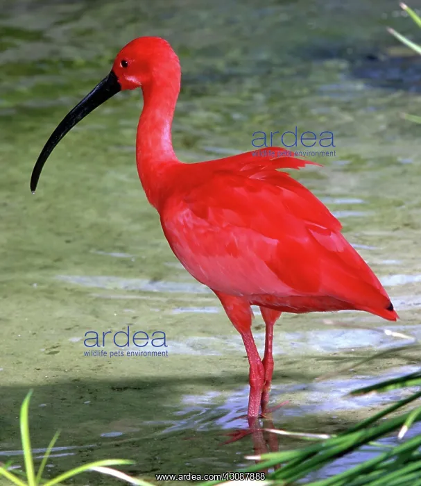 : Scarlet Ibis : Scarlet Ibis