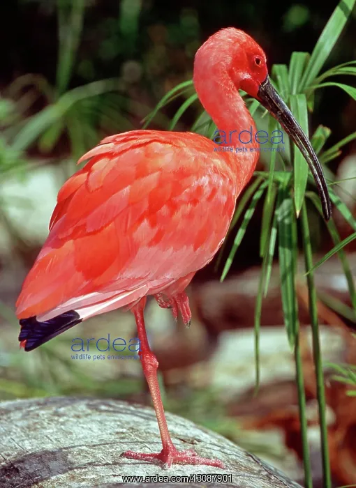 : Scarlet Ibis : Scarlet Ibis