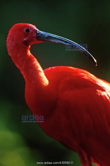 : Scarlet Ibis : Scarlet Ibis