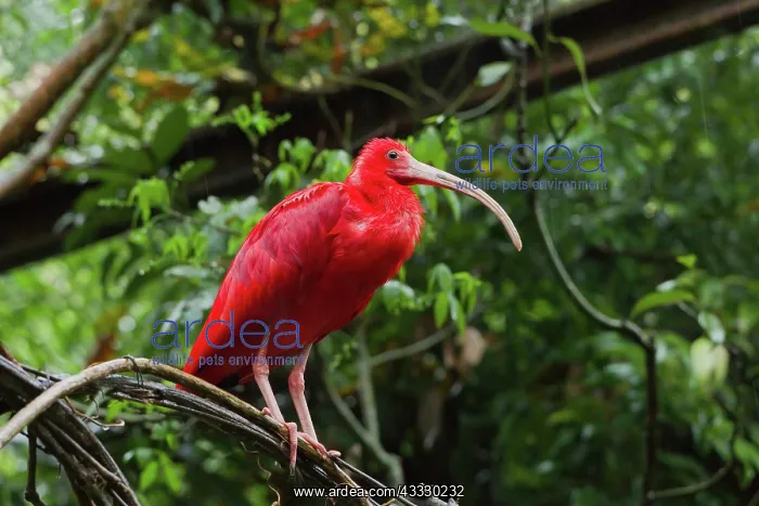 : Scarlet Ibis : Scarlet Ibis
