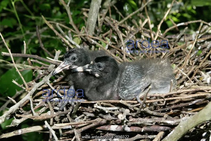 : Scarlet Ibis - two chicks in nest : Scarlet Ibis - two chicks in nest