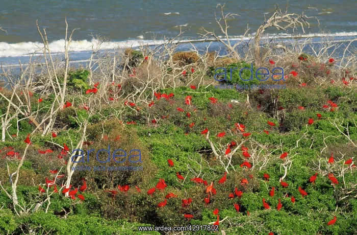 : Scarlet Ibis - in coastal mangroves : Scarlet Ibis - in coastal mangroves