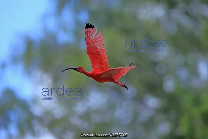 : Scarlet ibis (Eudocimus ruber), adult, flying : Scarlet ibis (Eudocimus ruber), adult, flying