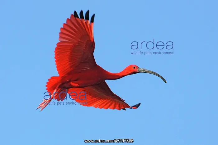 : Scarlet Ibis (Eudocimus ruber) in flight, Coro Province : Scarlet Ibis (Eudocimus ruber) in flight, Coro Province