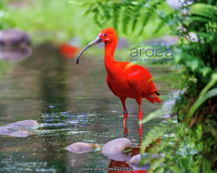 : Scarlet Ibis (Eudocimus ruber), Germany, Europe : Scarlet Ibis (Eudocimus ruber), Germany, Europe