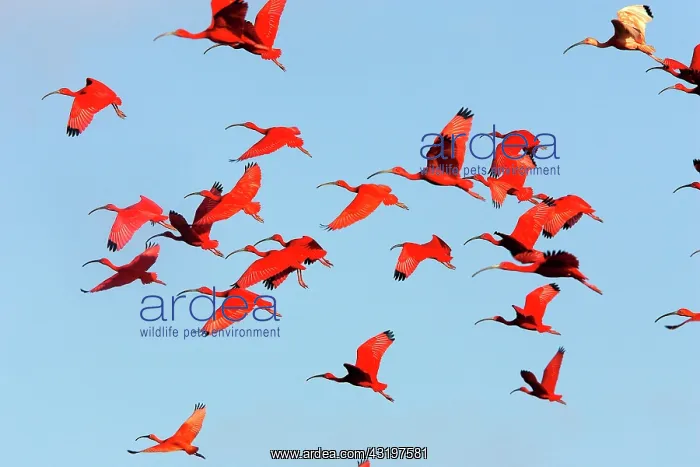 : Scarlet Ibis (Eudocimus ruber), group in flight : Scarlet Ibis (Eudocimus ruber), group in flight