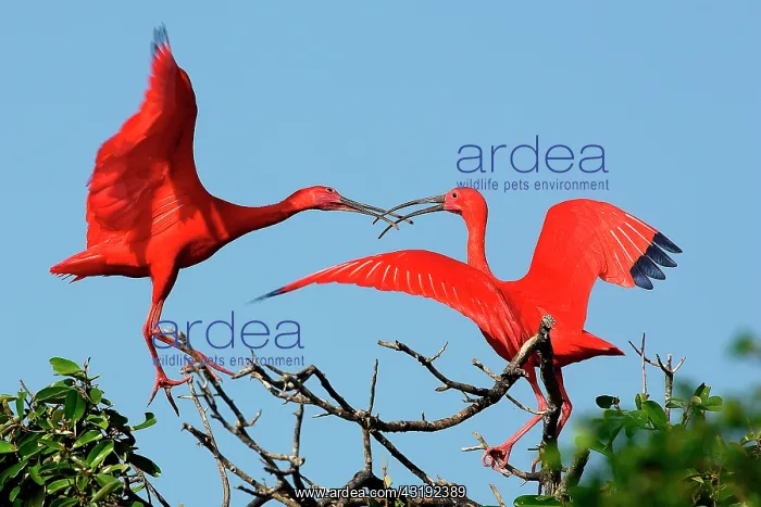 : Scarlet Ibis (Eudocimus ruber) pair quarrelling : Scarlet Ibis (Eudocimus ruber) pair quarrelling