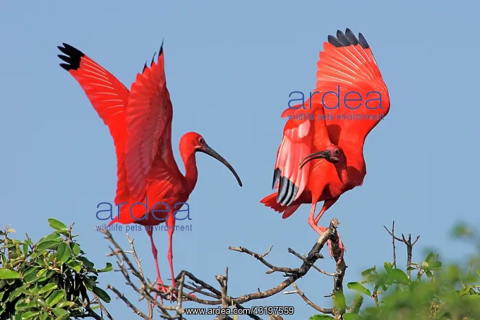 : Scarlet Ibis (Eudocimus ruber) pair quarrelling : Scarlet Ibis (Eudocimus ruber) pair quarrelling