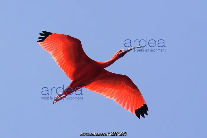 : Scarlet Ibis - in flight : Scarlet Ibis - in flight
