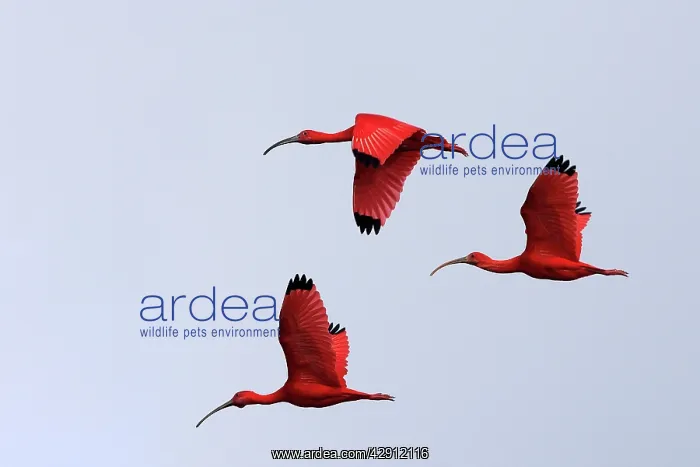 : Scarlet Ibis - three in flight : Scarlet Ibis - three in flight
