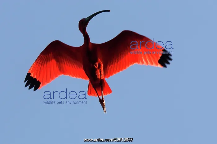 : Scarlet Ibis - in flight : Scarlet Ibis - in flight
