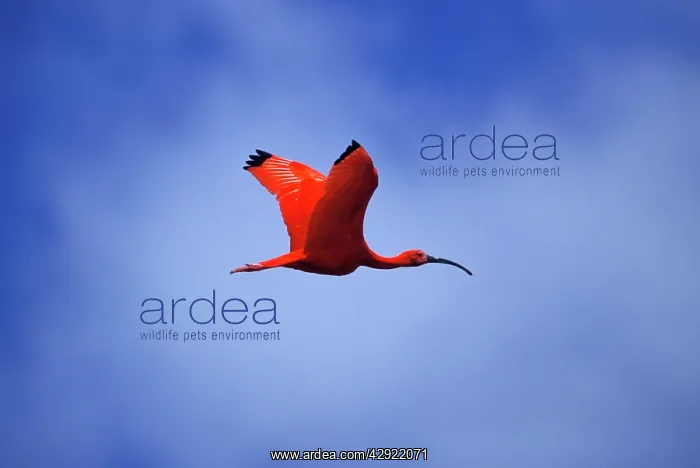 : SCARLET IBIS - in flight : SCARLET IBIS - in flight