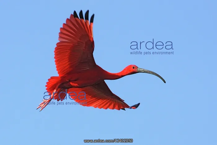: Scarlet Ibis - in flight : Scarlet Ibis - in flight