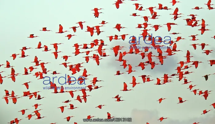 : Scarlet Ibis in flight coming in to evening roost : Scarlet Ibis in flight coming in to evening roost