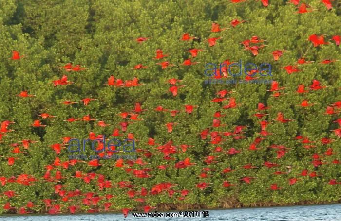 : Scarlet Ibis in flight coming in to evening roost : Scarlet Ibis in flight coming in to evening roost