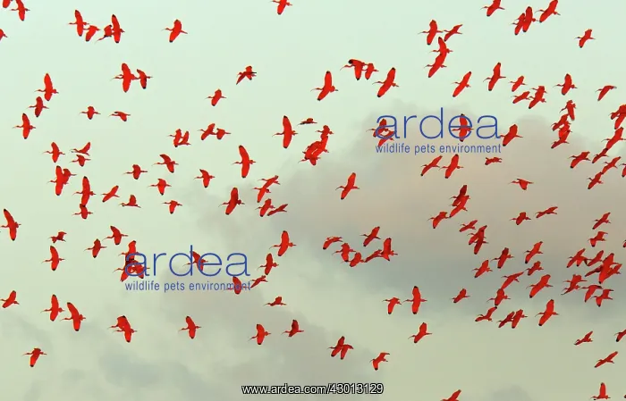 : Scarlet Ibis in flight coming in to evening roost : Scarlet Ibis in flight coming in to evening roost