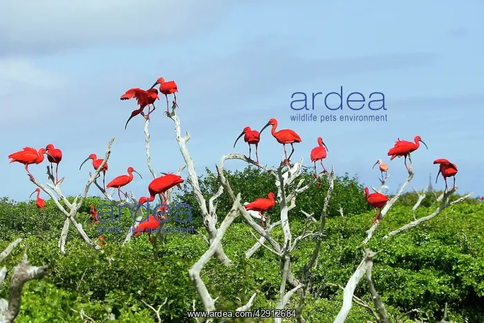 : Scarlet Ibis - flock : Scarlet Ibis - flock