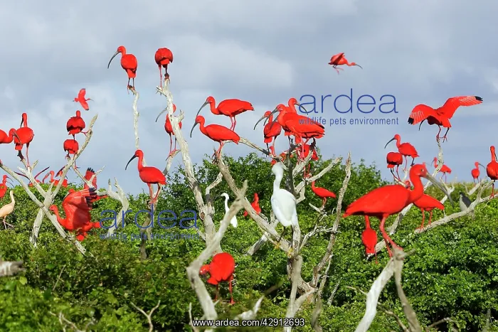 : Scarlet Ibis - flock : Scarlet Ibis - flock