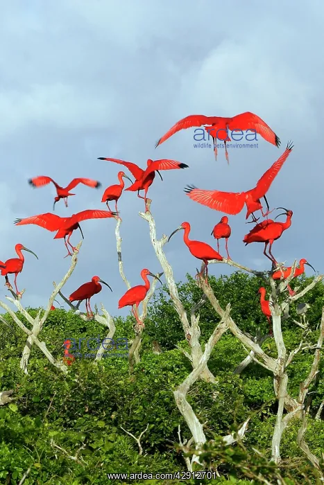 : Scarlet Ibis - flock : Scarlet Ibis - flock
