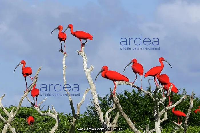 : Scarlet Ibis - flock : Scarlet Ibis - flock