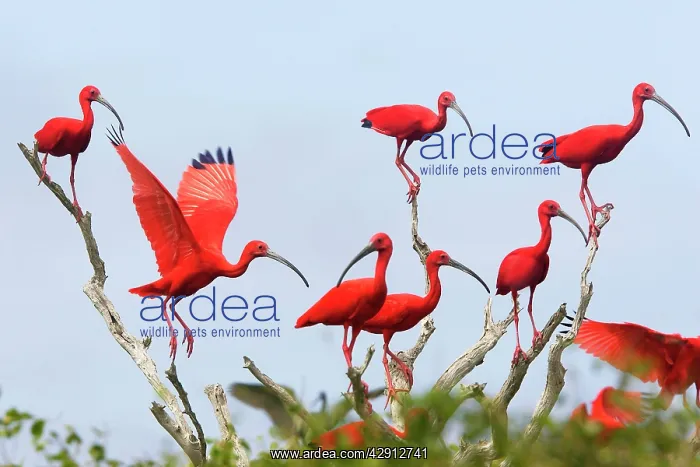 : Scarlet Ibis - flock : Scarlet Ibis - flock