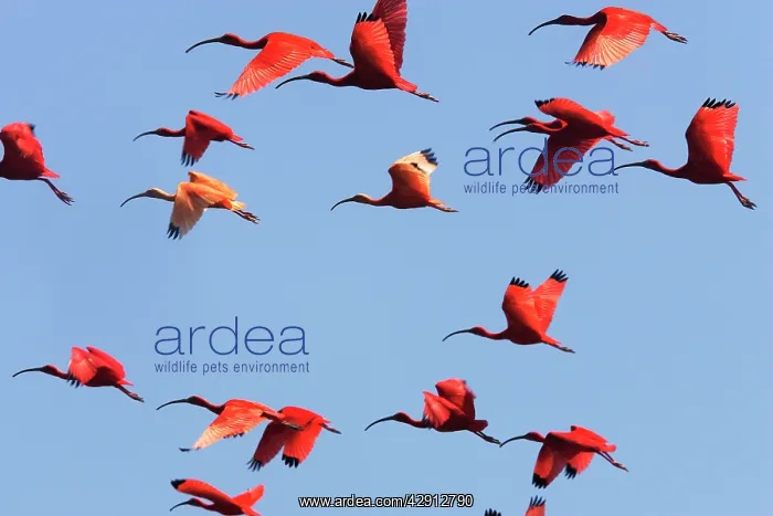 : Scarlet Ibis - flock in flight : Scarlet Ibis - flock in flight