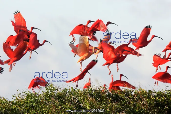 : Scarlet Ibis - flock taking off : Scarlet Ibis - flock taking off