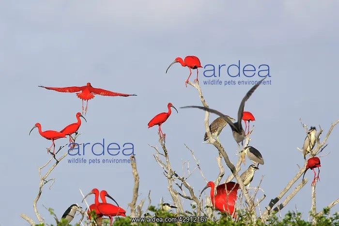 : Scarlet Ibis - flock in tree : Scarlet Ibis - flock in tree