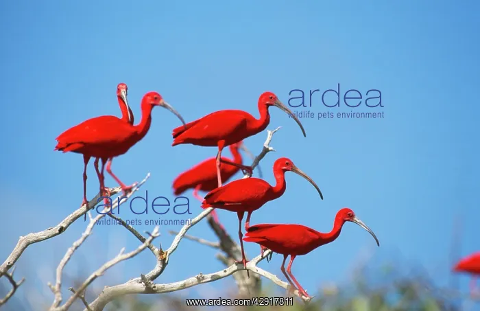 : SCARLET IBIS - flock in tree : SCARLET IBIS - flock in tree
