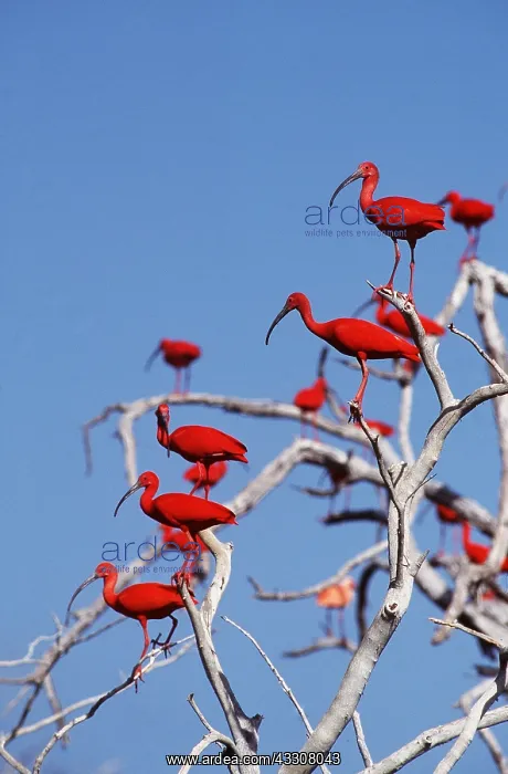  : Scarlet IBIS - flock in tree