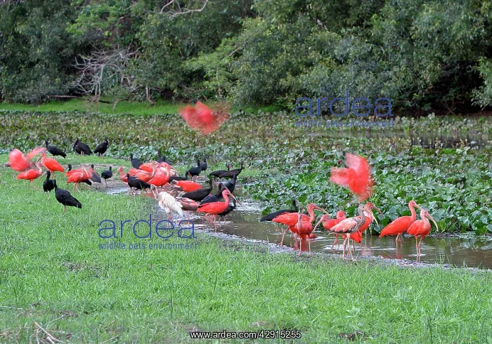 : Scarlet Ibis - group with Glossy Ibis : Scarlet Ibis - group with Glossy Ibis