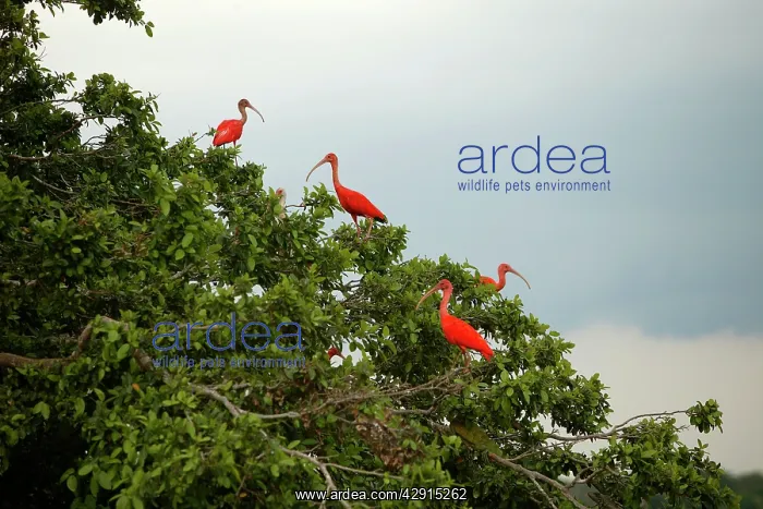 : Scarlet Ibis - group in tree : Scarlet Ibis - group in tree