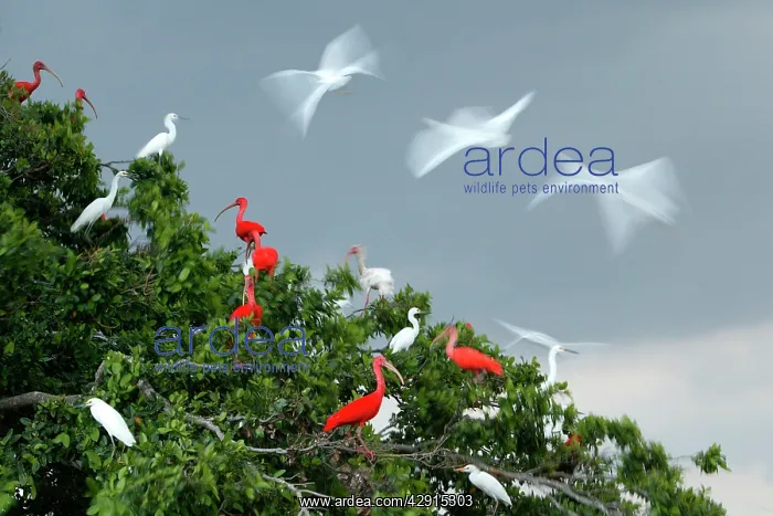 : Scarlet Ibis - group in tree with Egrets : Scarlet Ibis - group in tree with Egrets