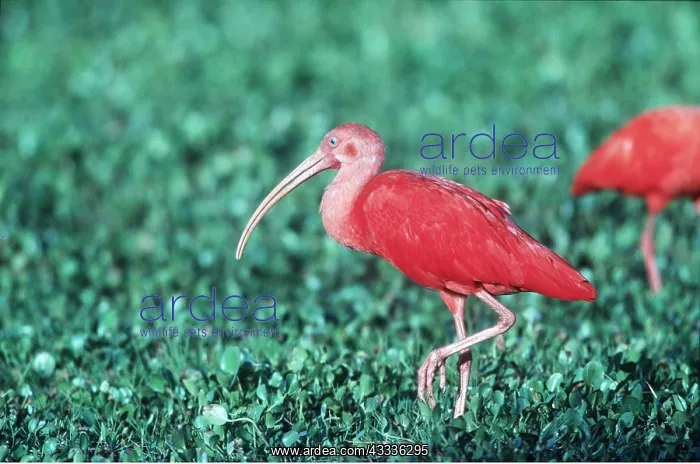 : SCARLET IBIS - on one leg in vegetation : SCARLET IBIS - on one leg in vegetation