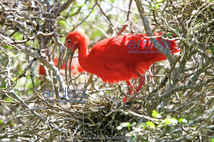 : Scarlet Ibis - at nest : Scarlet Ibis - at nest