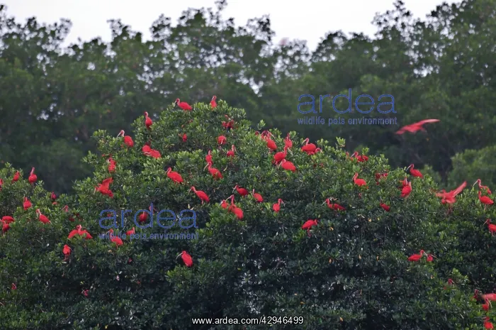 : Scarlet Ibis - at roost - Caroni swamp : Scarlet Ibis - at roost - Caroni swamp