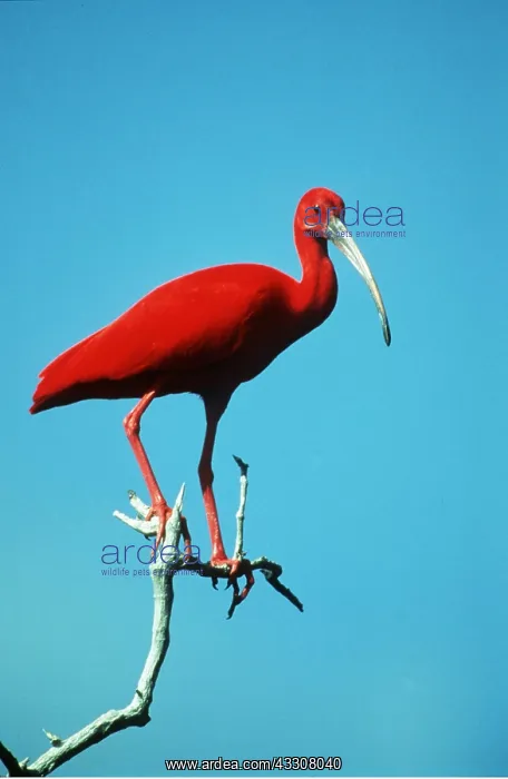 : SCARLET IBIS - single on branch : SCARLET IBIS - single on branch