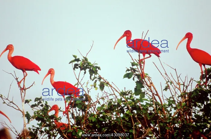 : Scarlet Ibises : Scarlet Ibises