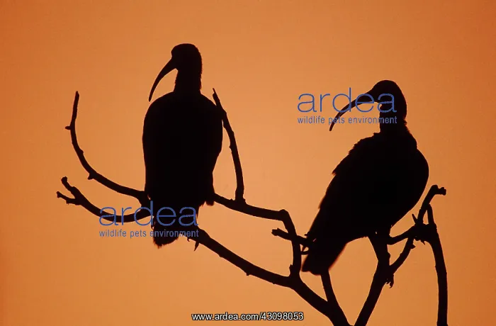 : Scarlet Ibises : Scarlet Ibises