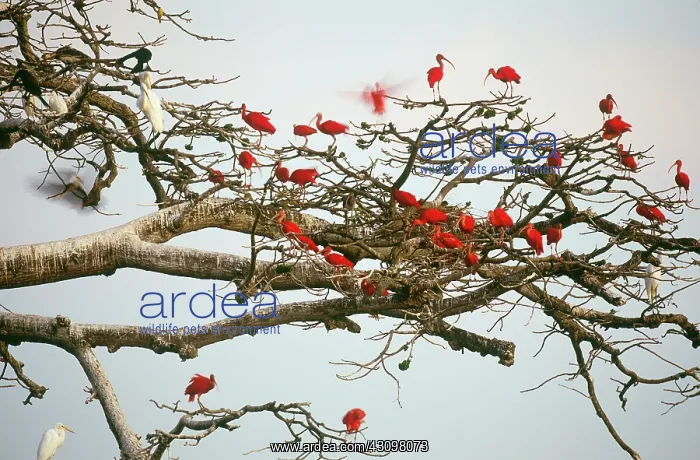 : Scarlet Ibises : Scarlet Ibises