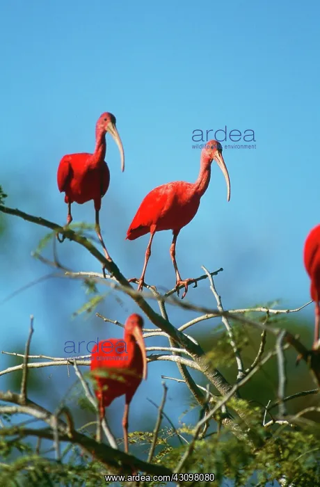 : Scarlet Ibises : Scarlet Ibises