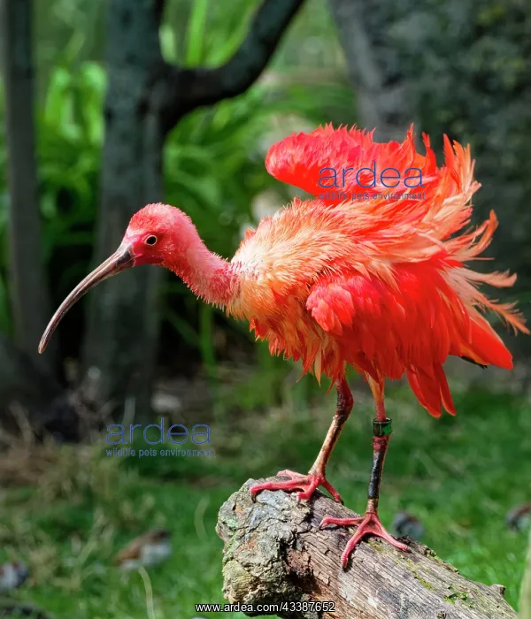 : Scarlet ibises (Eudocimus ruber), captive, occurrence n : Scarlet ibises (Eudocimus ruber), captive, occurrence n