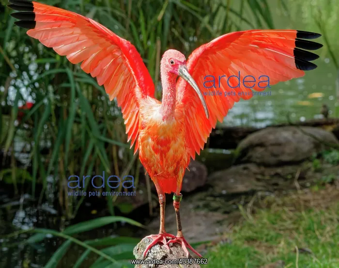: Scarlet ibises (Eudocimus ruber), captive, occurrence n : Scarlet ibises (Eudocimus ruber), captive, occurrence n