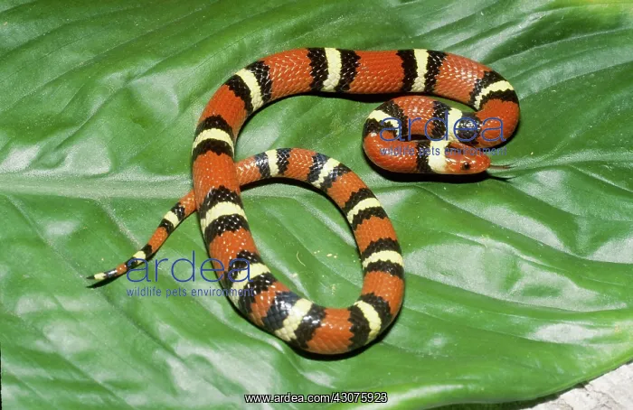 : Scarlet Kingsnake : Scarlet Kingsnake