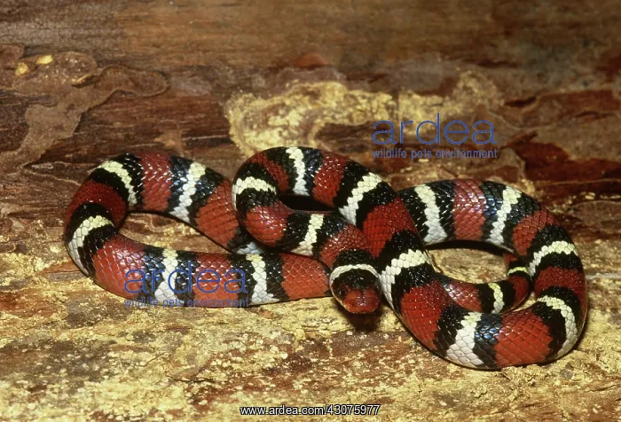 : Scarlet Kingsnake : Scarlet Kingsnake